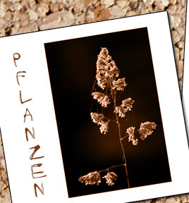 Pflanzen